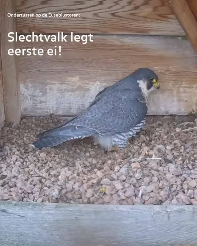 Zo bijzonder om te zien dat ze elk voorjaar weer terugkomt naar dezelfde plek in Arnhem. De eerste l&hellip;