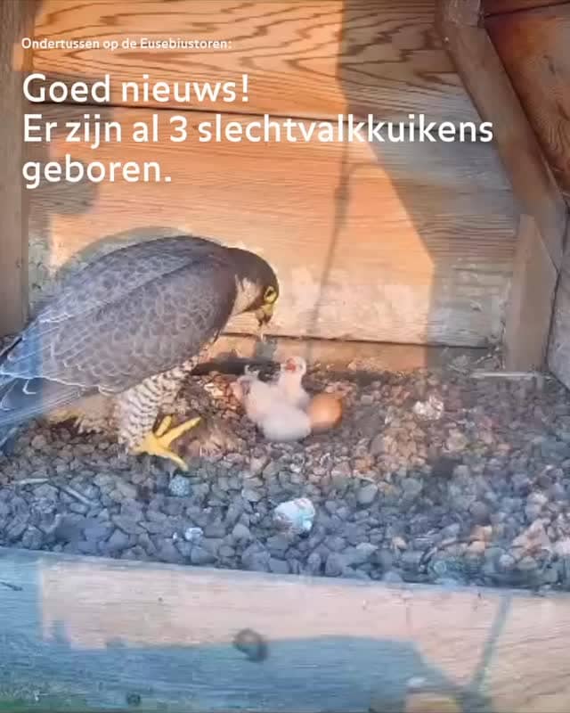 Misschien heb je het al gezien via de livestream:
in de toren van de Eusebius zijn drie slechtvalkku&hellip;